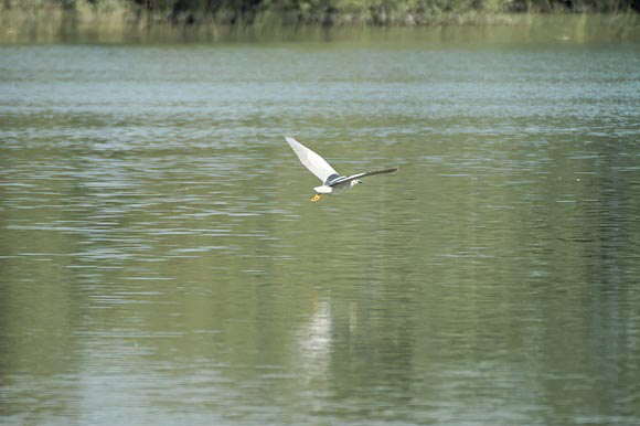 bihoreaugrisdsc_5407_dxo_ra.jpg