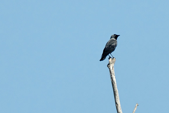choucas-dsc_5621_dxo_raw.jpg