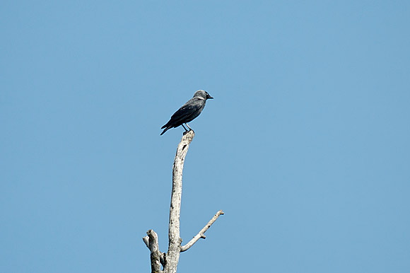 choucas-dsc_5624_dxo_raw.jpg