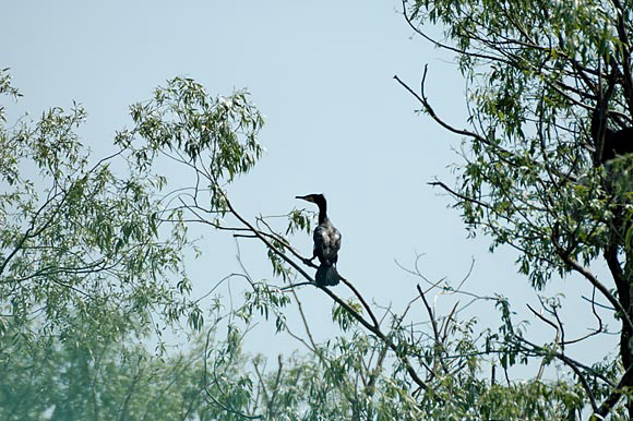 cormorandsc_5586_dxo_raw.jpg
