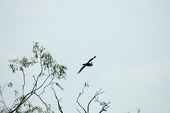 cormorandsc_5593_dxo_raw.jpg