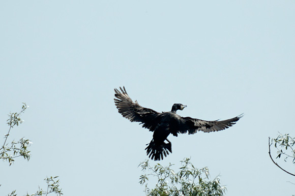 cormorandsc_5594_dxo2_raw.jpg