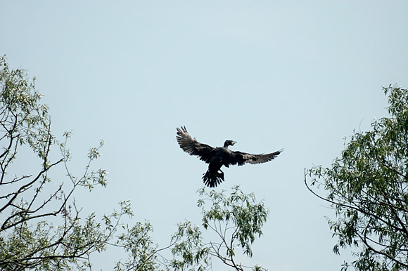 cormorandsc_5594_dxo_raw.jpg