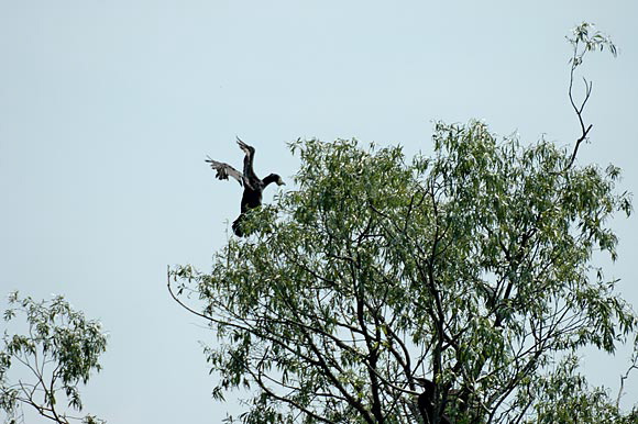 cormorandsc_5595_dxo_raw.jpg