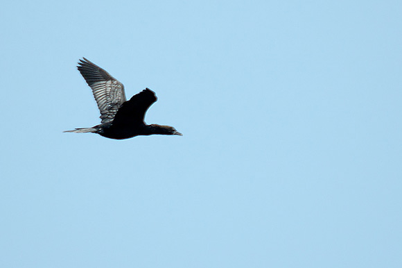 cormorandsc_5607_dxo_raw.jpg