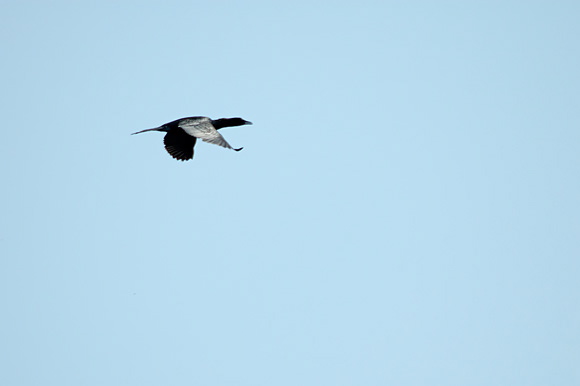 cormorandsc_5608_dxo_raw.jpg