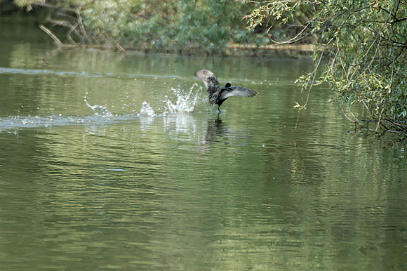 decolagedsc_5413_dxo_raw.jpg