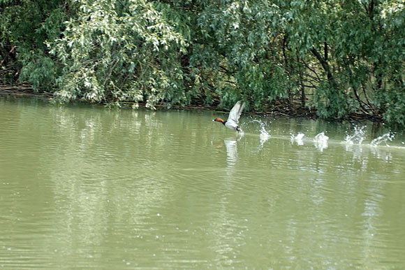 envoldsc_5610_dxo_raw.jpg
