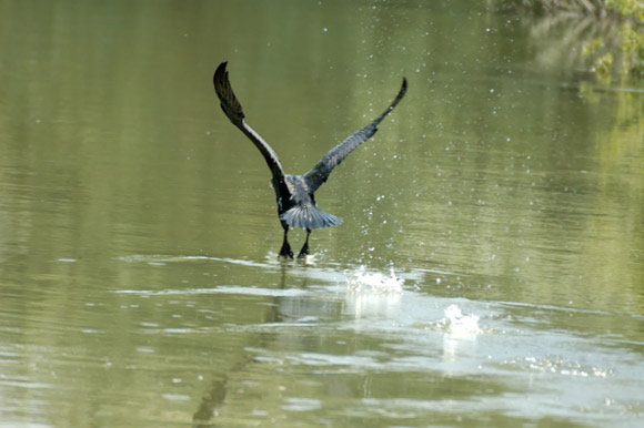 grandcormorandsc_5374_dxo_r.jpg