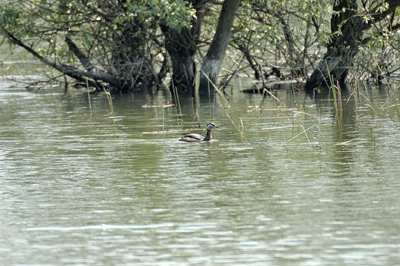 grebejougrisdsc_5448_dxo_ra.jpg