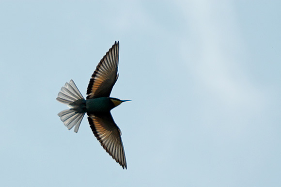 guepierdsc_5625_dxo_raw.jpg