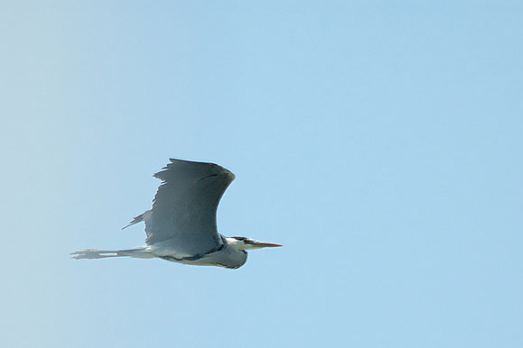herondsc_5360_dxo_raw.jpg
