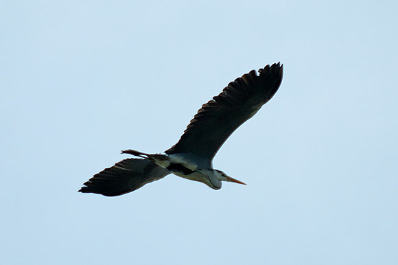 herondsc_5651_dxo_raw.jpg