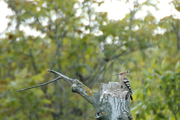 huppedsc_5722_dxo_raw.jpg