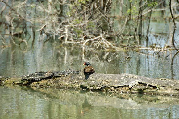 inconnudsc_5368_dxo_raw.jpg