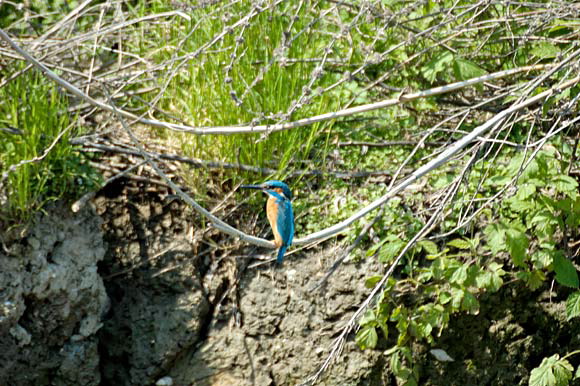 martinpecheurdsc_5646_dxo_r.jpg