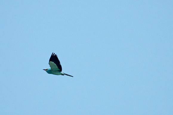 rollierdsc_5369_dxo_raw.jpg