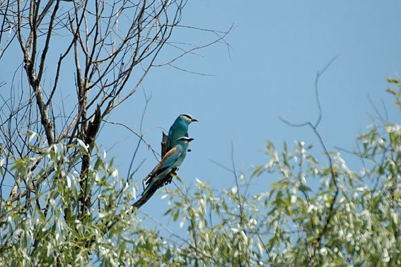 rollierdsc_5389_dxo_raw.jpg