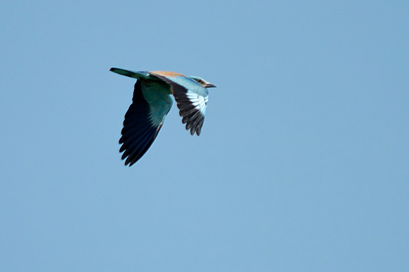 rollierdsc_5436_dxo_raw.jpg