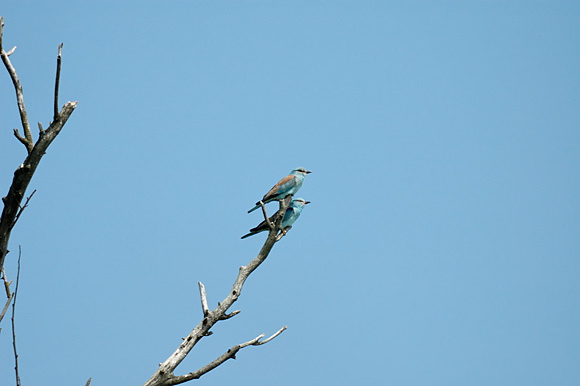 rollierdsc_5613_dxo2_raw.jpg