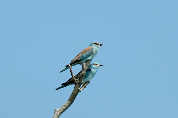 rollierdsc_5613_dxo_raw.jpg
