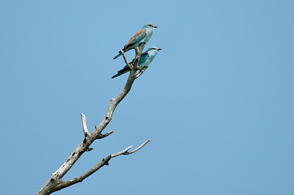 rollierdsc_5614_dxo_raw.jpg