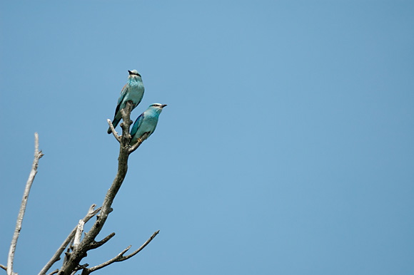 rollierdsc_5617_dxo_raw.jpg