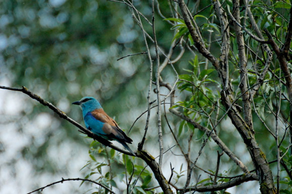 rollierdsc_5627_dxo_raw.jpg
