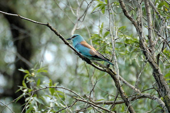 rollierdsc_5628_dxo_raw.jpg