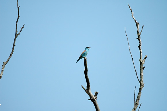 rollierdsc_5630_dxo_raw.jpg