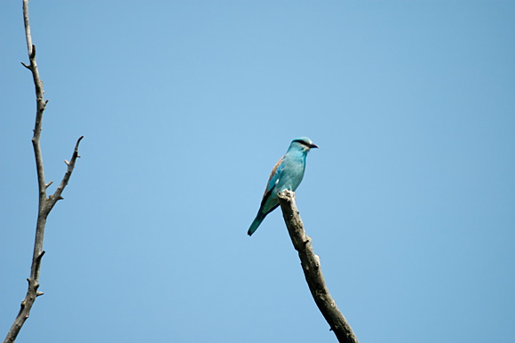 rollierdsc_5631_dxo_raw.jpg