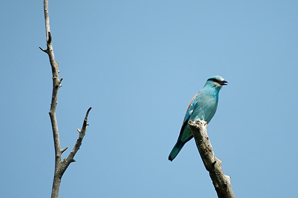 rollierdsc_5632_dxo_raw.jpg