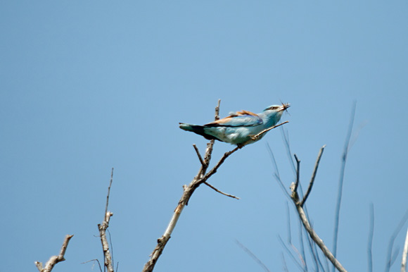 rollierdsc_5634_dxo_raw.jpg