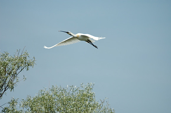 spatuledsc_5565_dxo_raw.jpg