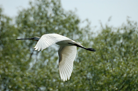 spatuledsc_5570_dxo_raw.jpg