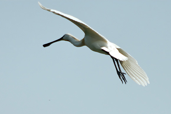spatuledsc_5572_dxo_raw.jpg