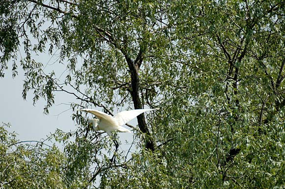 spatuledsc_5574_dxo_raw.jpg