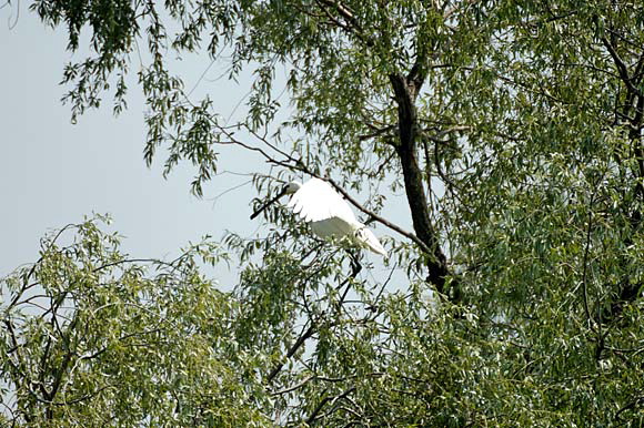 spatuledsc_5575_dxo_raw.jpg