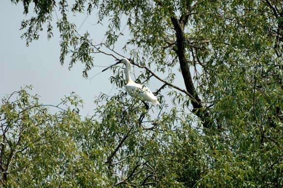 spatuledsc_5577_dxo_raw.jpg