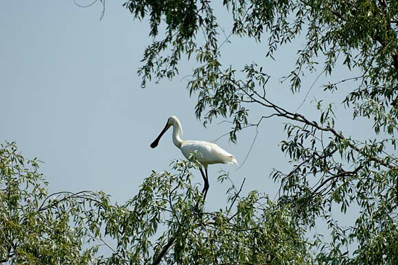 spatuledsc_5580_dxo_raw.jpg