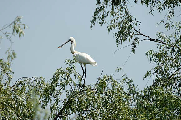 spatuledsc_5583_dxo_raw.jpg