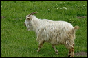 chevredsc_5749_dxo_raw