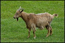 chevredsc_5750_dxo_raw