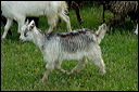chevredsc_5752_dxo_raw