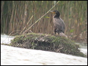 cormorandscn7661_dxo