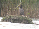 cormorandscn7664_dxo