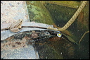 couleuvredsc_5785_dxo_raw