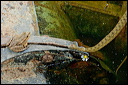 couleuvredsc_5786_dxo_raw
