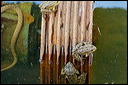 couleuvredsc_5787_dxo_raw