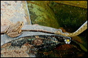 couleuvredsc_5789_dxo_raw